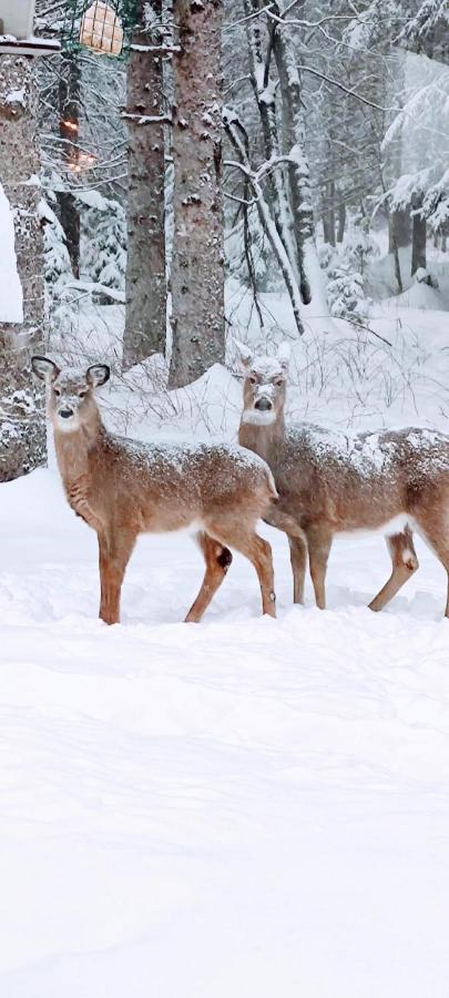 La Tremblante Panzió Mont-Tremblant Kültér fotó